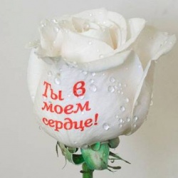 Надпись на цветок - Цветы с доставкой по Москве.